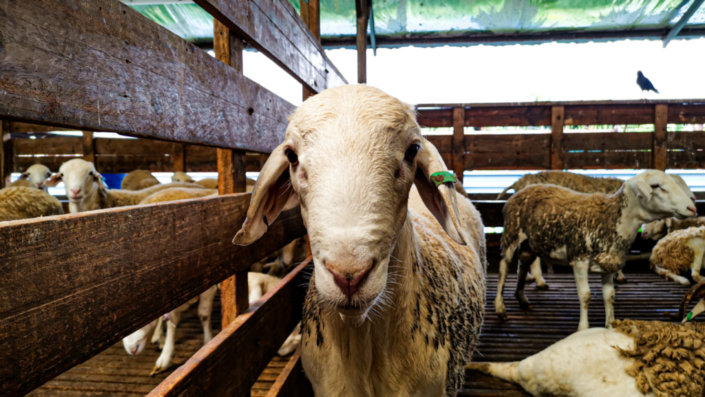 Cámaras de videovigilancia para mataderos: utilidad, obligatoriedad y beneficios de su instalación